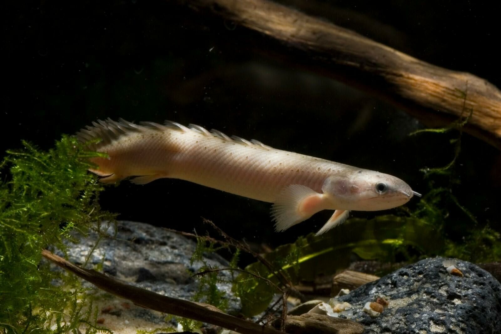 Imagem do Polypterus